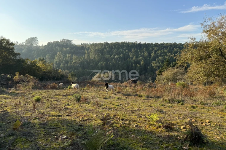 Terreno para Venda em Assafarge e Antanhol Foto 12