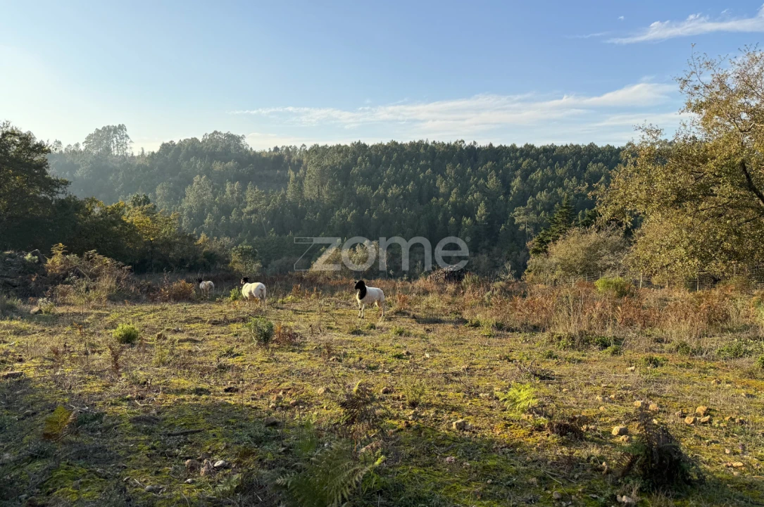 Terreno para Venda em Assafarge e Antanhol Foto 12