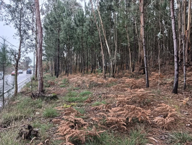 Terreno para Venda em Eixo e Eirol Foto 6