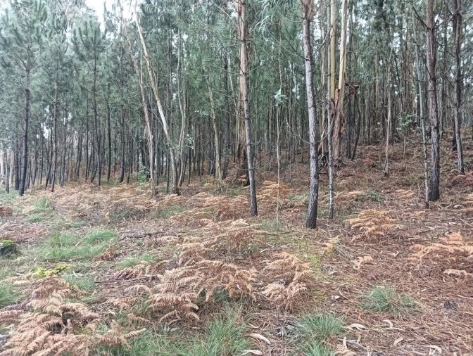 Terreno para Venda em Eixo e Eirol Foto 11