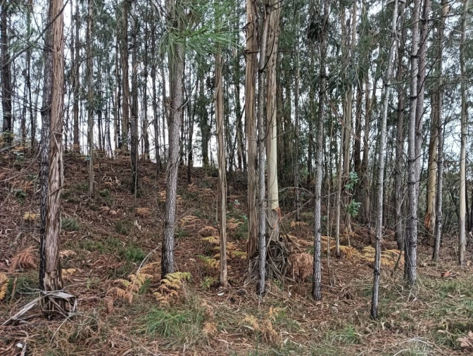 Terreno para Venda em Eixo e Eirol Foto 13