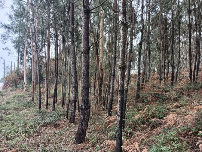 Terreno para Venda em Eixo e Eirol Foto 15
