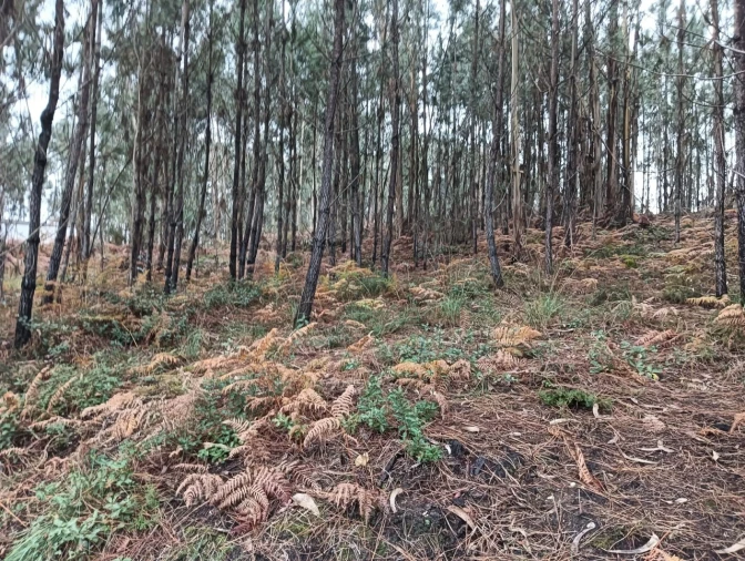 Terreno para Venda em Eixo e Eirol Foto 16