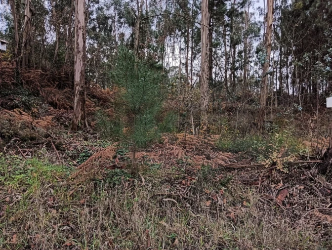 Terreno para Venda em Eixo e Eirol Foto 19
