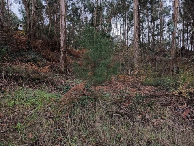 Terreno para Venda em Eixo e Eirol Foto 20