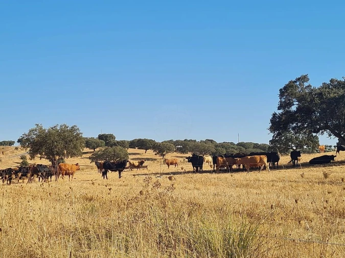 Moradia T2 para Venda em Ervidel Foto 14