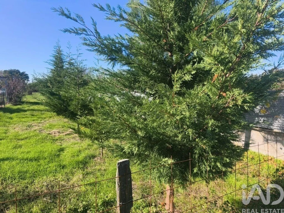 Quinta para Venda em Ervedal e Vila Franca da Beira Foto 14