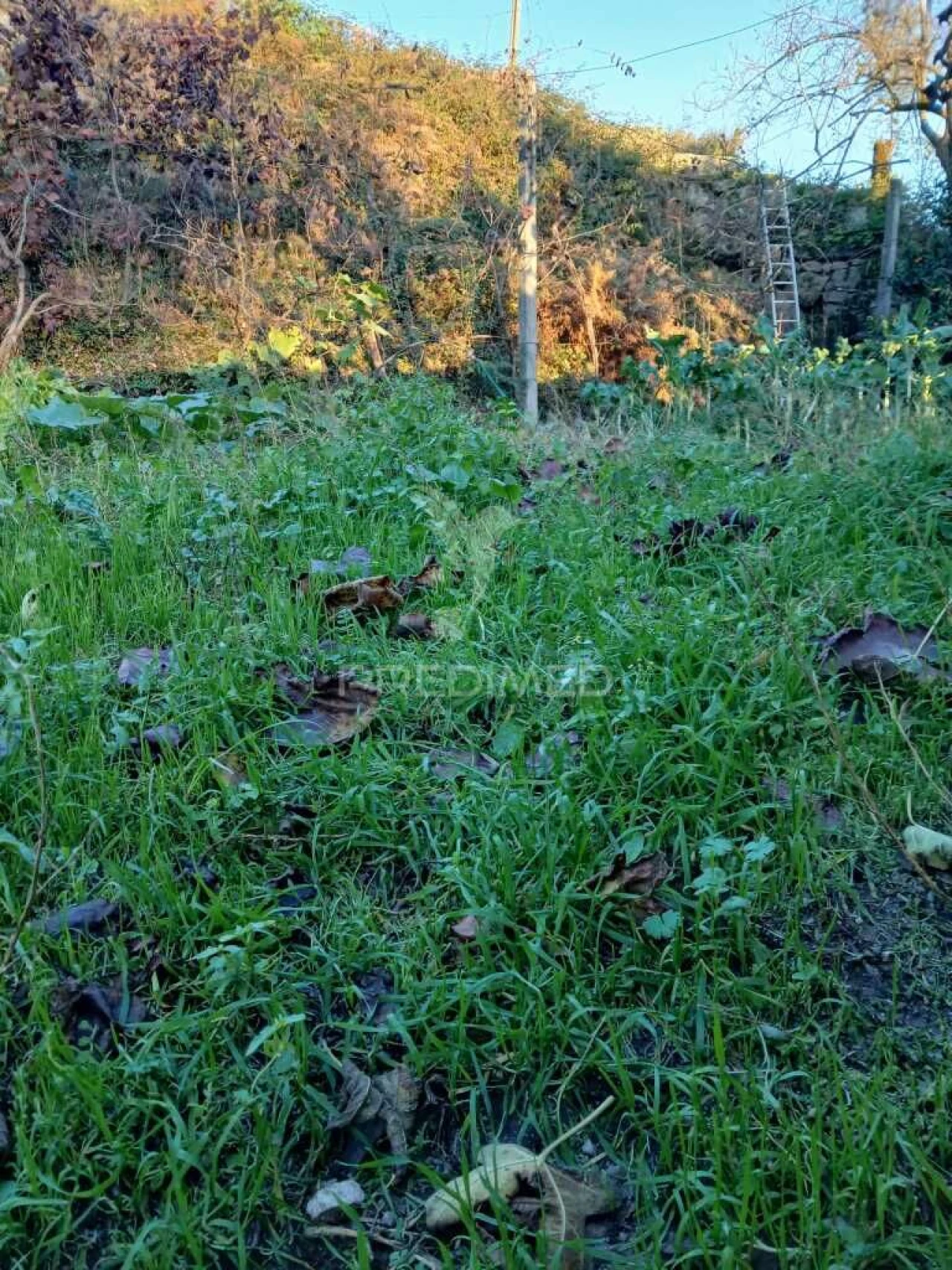 Terreno para Venda em Valdosende Foto 2