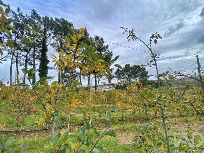 Terreno para Venda em Caldas da Rainha - Santo Onofre e Serra do Bouro Foto 15