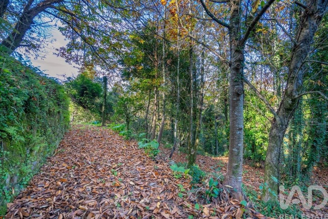 Terreno para Venda em Escariz (São Mamede) e Escariz (São Martinho) Foto 5