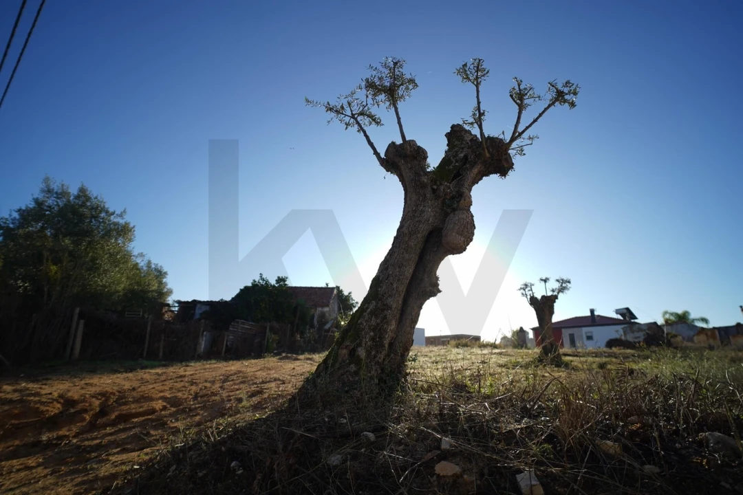 Terreno para Venda em Romeira e Várzea Foto 53