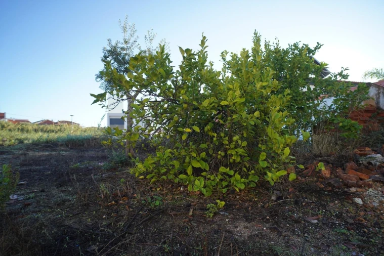 Terreno para Venda em Romeira e Várzea Foto 49