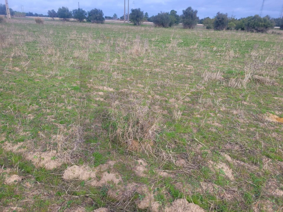 Terreno para Venda em Algoz e Tunes Foto 3