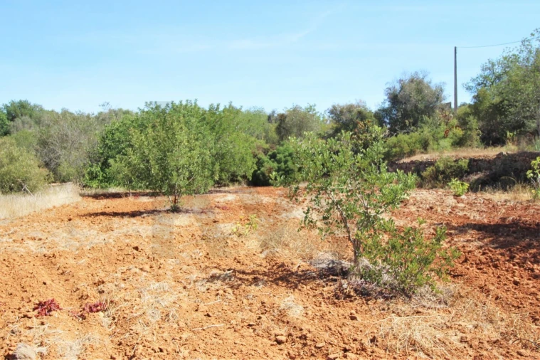 Terreno para Venda em Alcantarilha e Pêra Foto 30