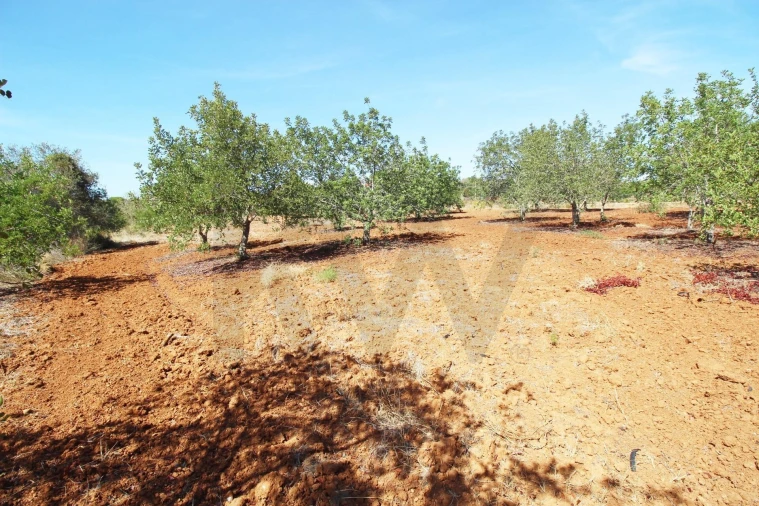 Terreno para Venda em Alcantarilha e Pêra Foto 26