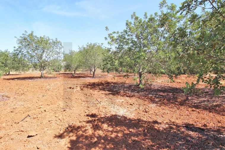 Terreno para Venda em Alcantarilha e Pêra Foto 28
