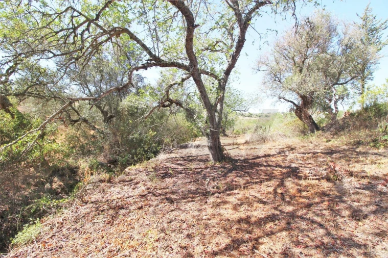 Terreno para Venda em Alcantarilha e Pêra Foto 18