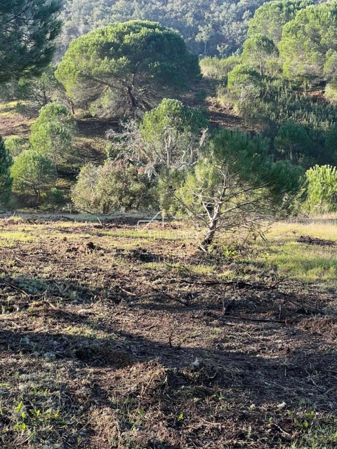 Terreno para Venda em Melides