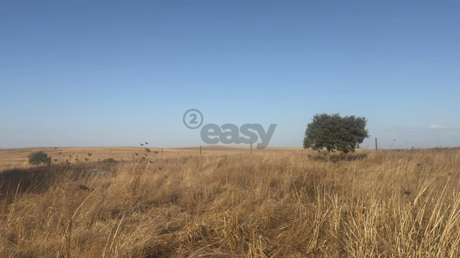Terreno Agricola ou Rústico para Venda em Castro Verde e Casével Foto 4