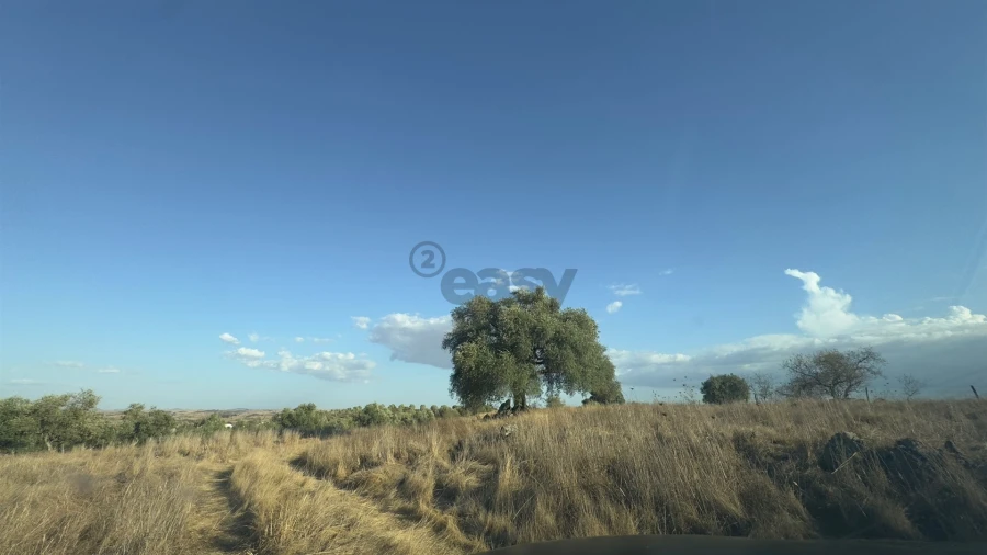 Terreno Agricola ou Rústico para Venda em Castro Verde e Casével Foto 18