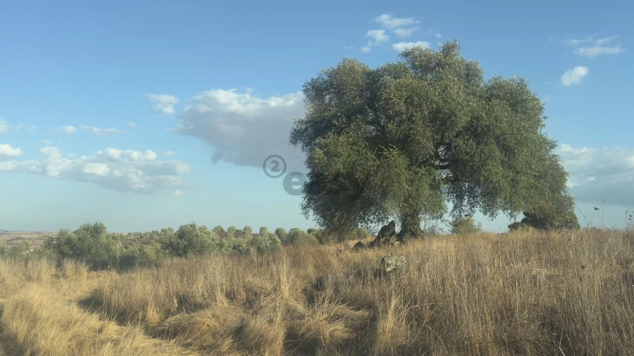 Terreno Agricola ou Rústico para Venda em Castro Verde e Casével Foto 17