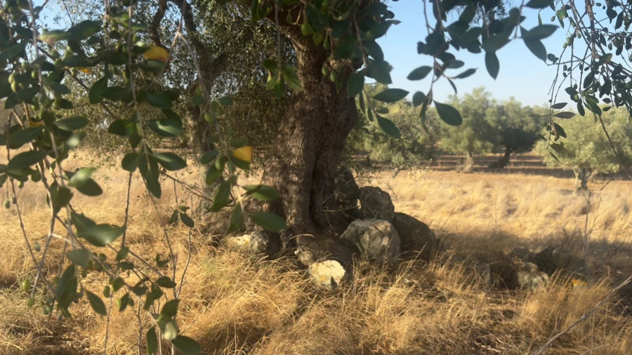 Terreno Agricola ou Rústico para Venda em Castro Verde e Casével Foto 23