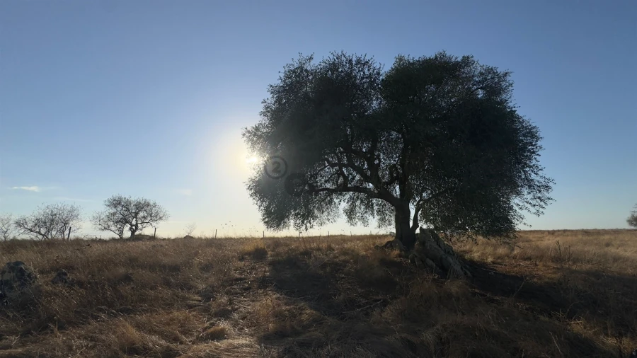 Terreno Agricola ou Rústico para Venda em Castro Verde e Casével Foto 20