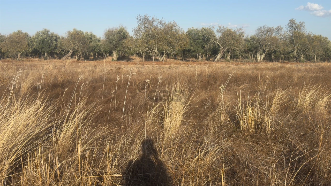 Terreno Agricola ou Rústico para Venda em Castro Verde e Casével Foto 13