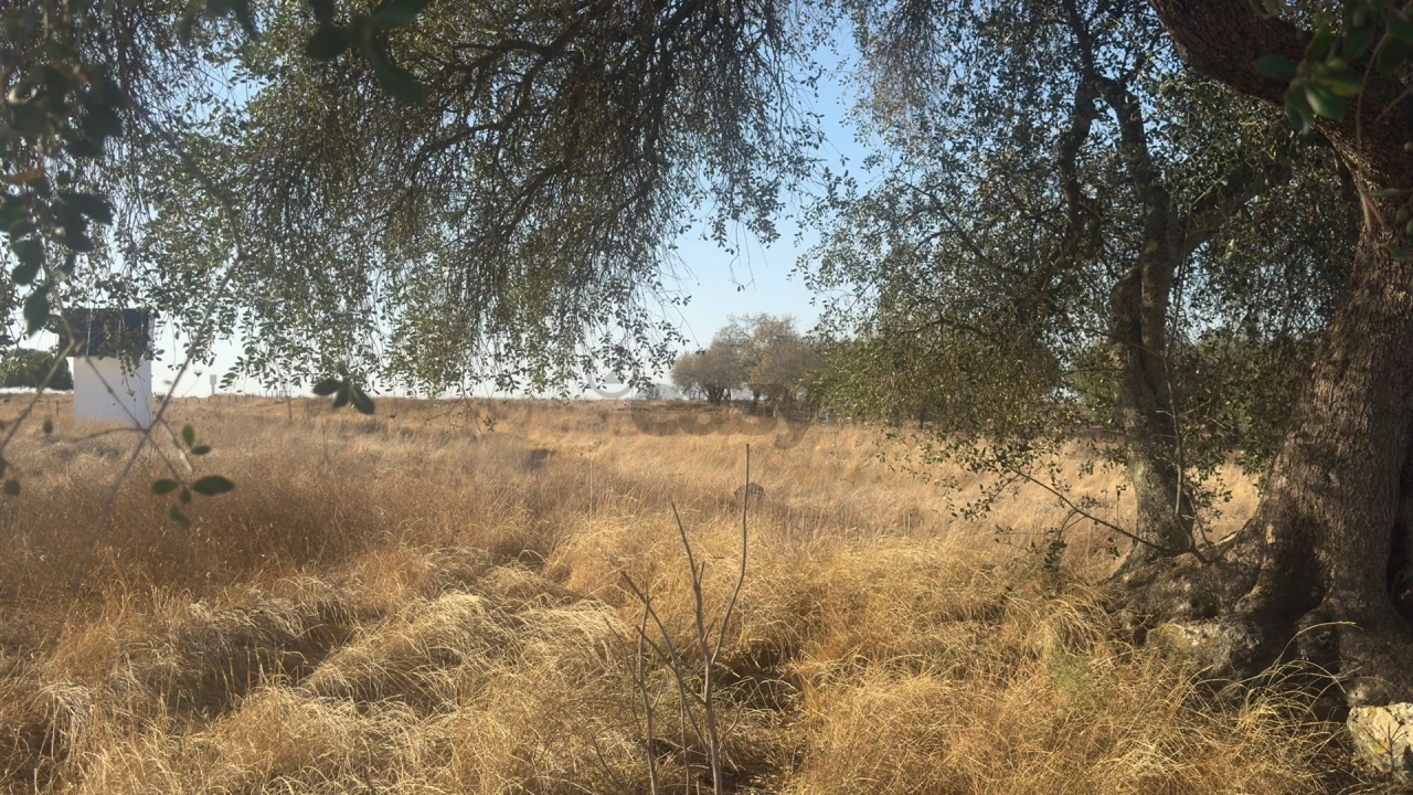 Terreno Agricola ou Rústico para Venda em Castro Verde e Casével Foto 24