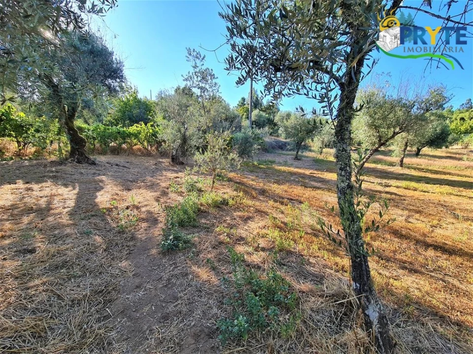 Quinta para Venda em Cabeçudo Foto 29