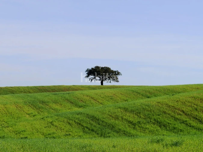 Quinta T2 para Venda em Cercal Foto 15