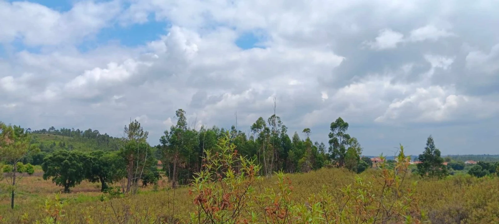 Terreno Agricola ou Rústico para Venda em Mação, Penhascoso e Aboboreira Foto 1