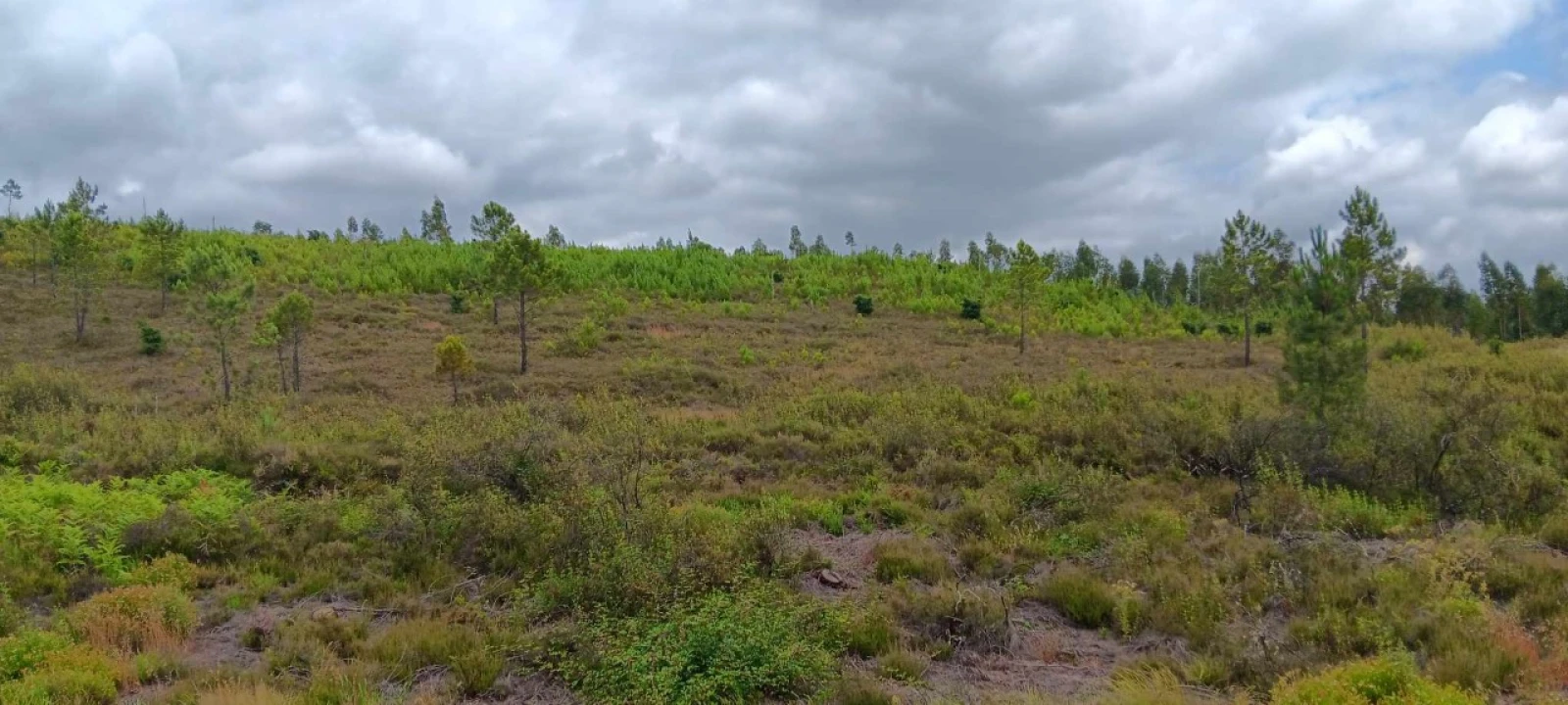 Terreno Agricola ou Rústico para Venda em Mação, Penhascoso e Aboboreira Foto 3