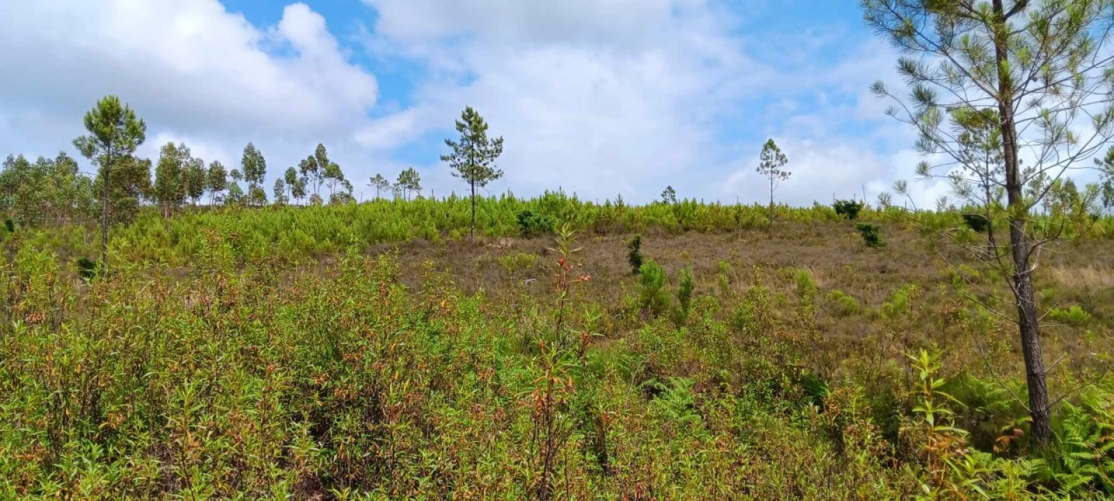 Terreno Agricola ou Rústico para Venda em Mação, Penhascoso e Aboboreira Foto 4