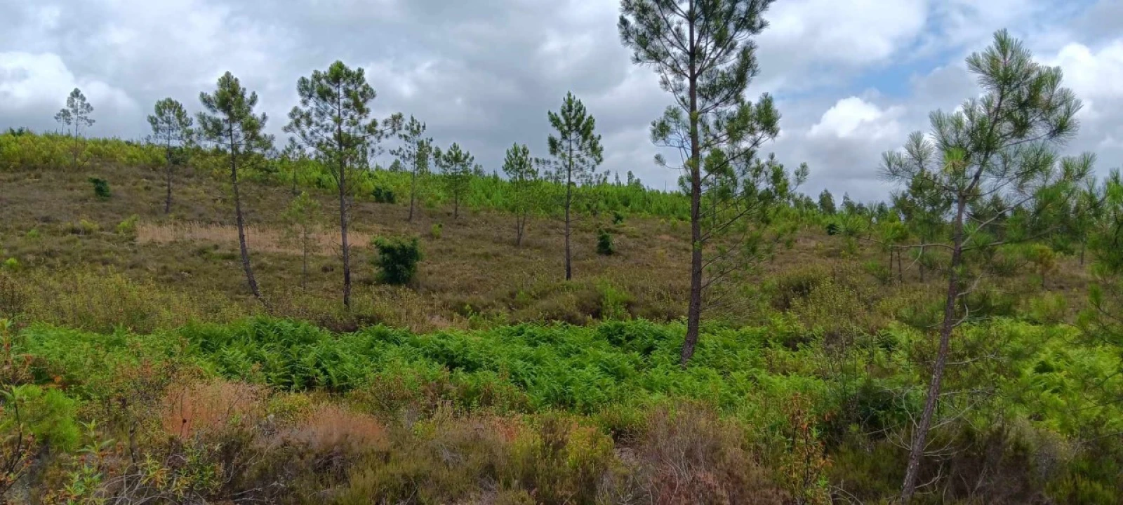Terreno Agricola ou Rústico para Venda em Mação, Penhascoso e Aboboreira Foto 6