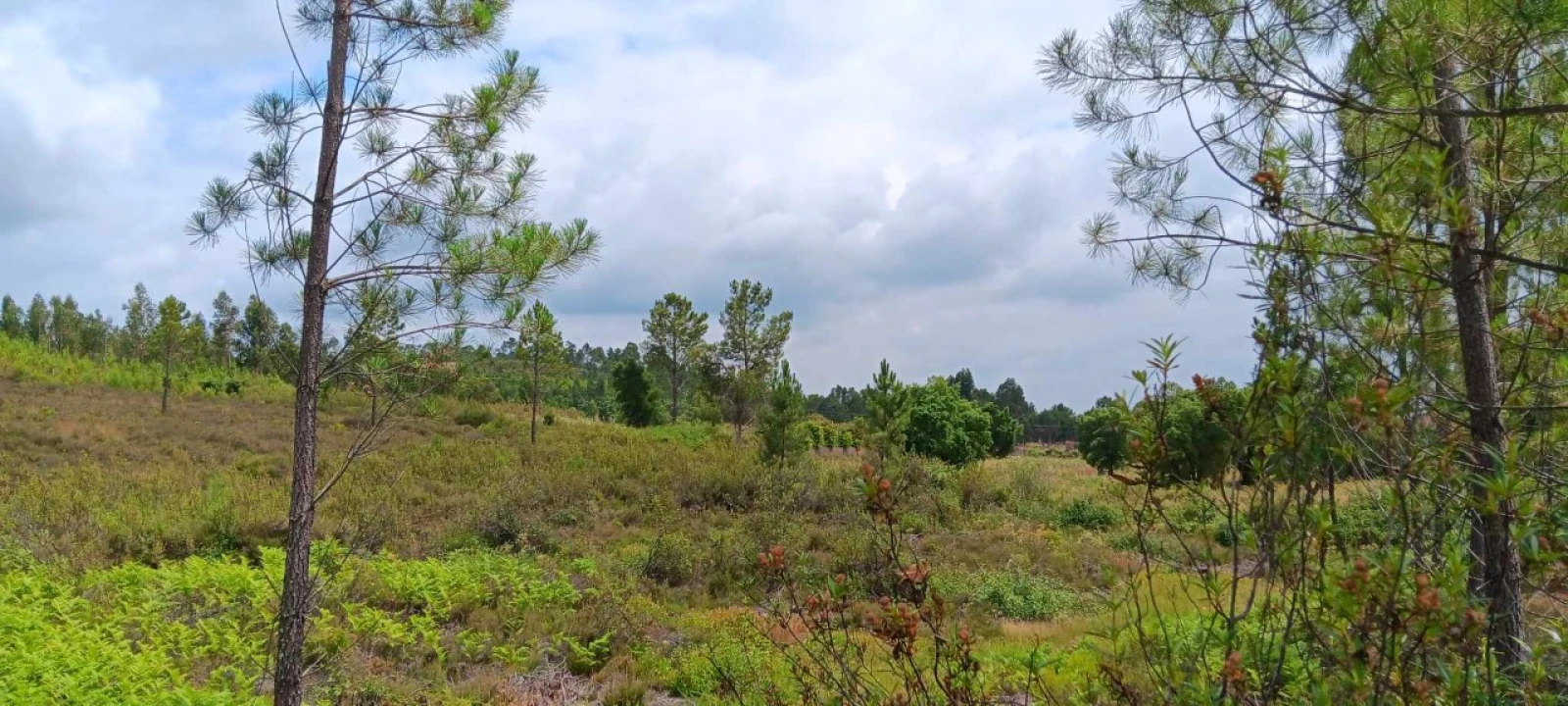 Terreno Agricola ou Rústico para Venda em Mação, Penhascoso e Aboboreira Foto 8