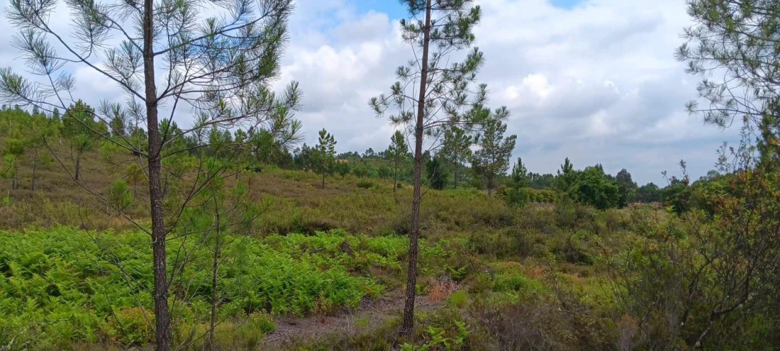 Terreno Agricola ou Rústico para Venda em Mação, Penhascoso e Aboboreira Foto 9