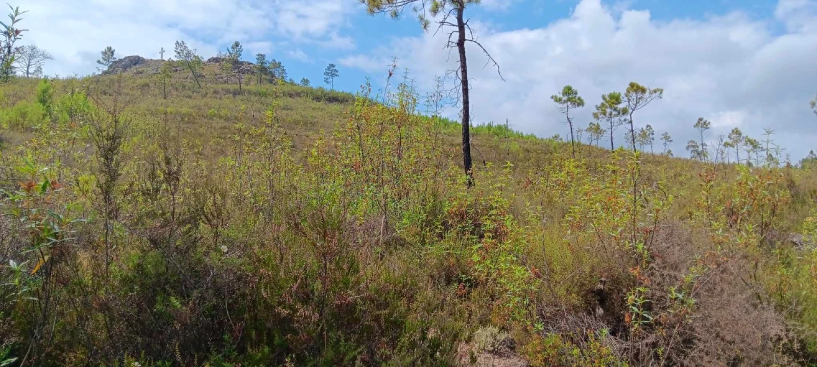 Terreno Agricola ou Rústico para Venda em Mação, Penhascoso e Aboboreira Foto 11