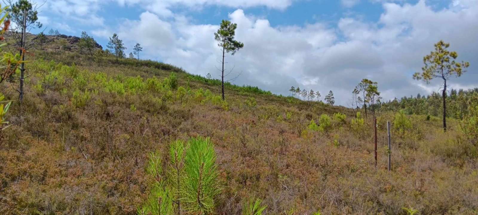 Terreno Agricola ou Rústico para Venda em Mação, Penhascoso e Aboboreira Foto 12