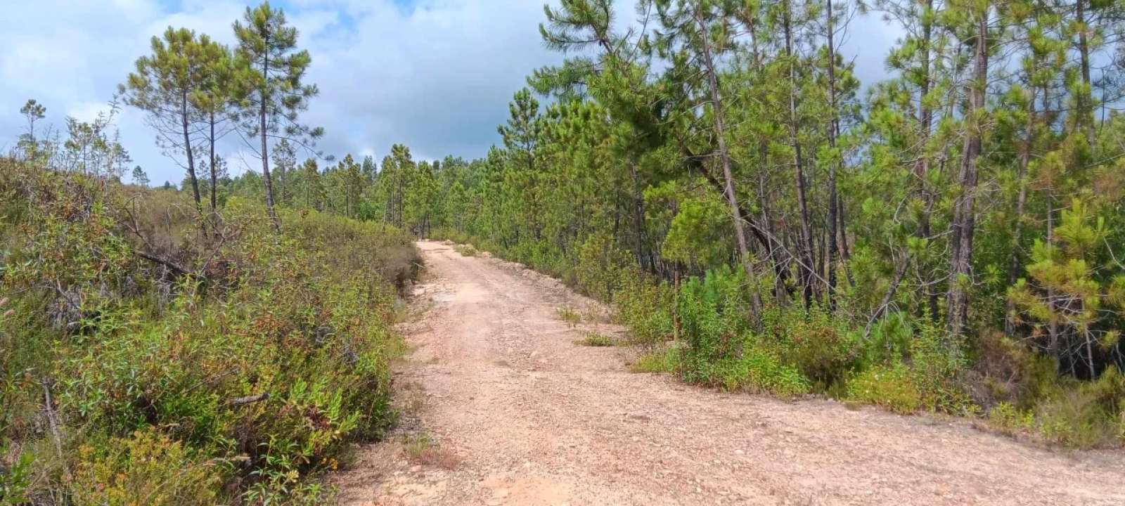 Terreno Agricola ou Rústico para Venda em Mação, Penhascoso e Aboboreira Foto 14