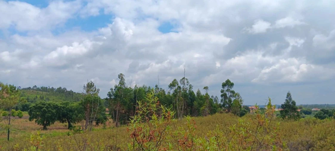 Terreno Agricola ou Rústico para Venda em Mação, Penhascoso e Aboboreira Foto 1