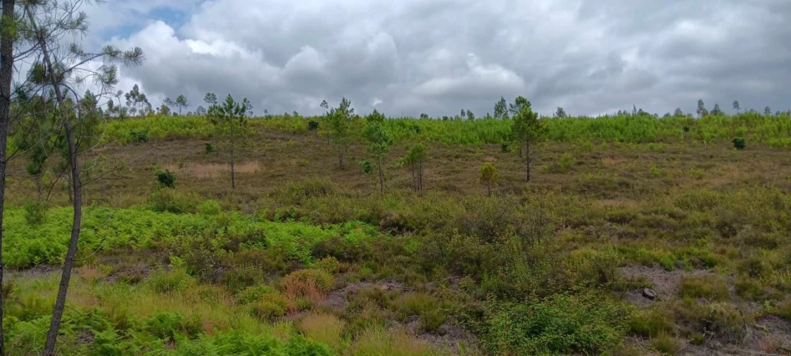 Terreno Agricola ou Rústico para Venda em Mação, Penhascoso e Aboboreira Foto 2