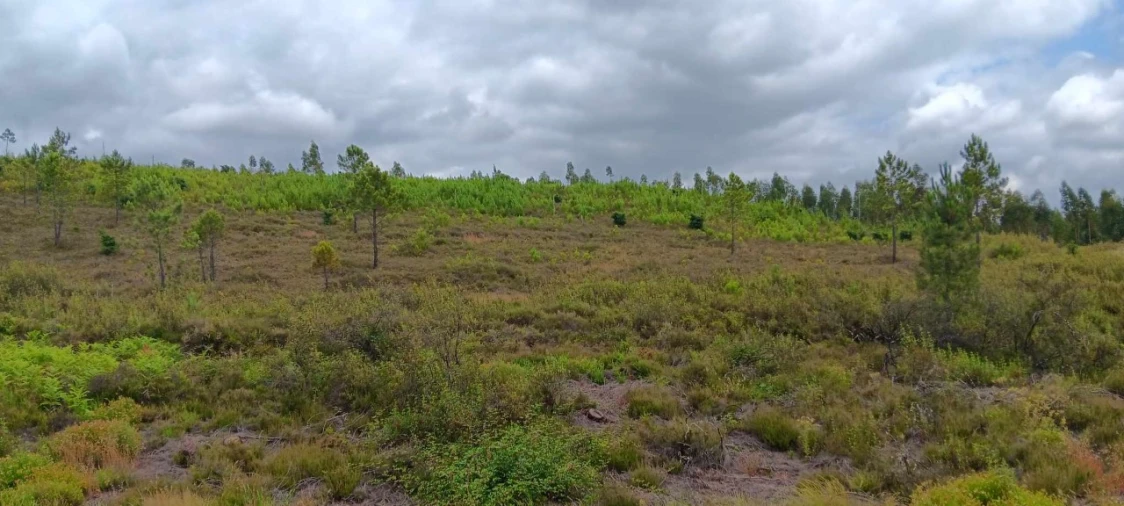Terreno Agricola ou Rústico para Venda em Mação, Penhascoso e Aboboreira Foto 3