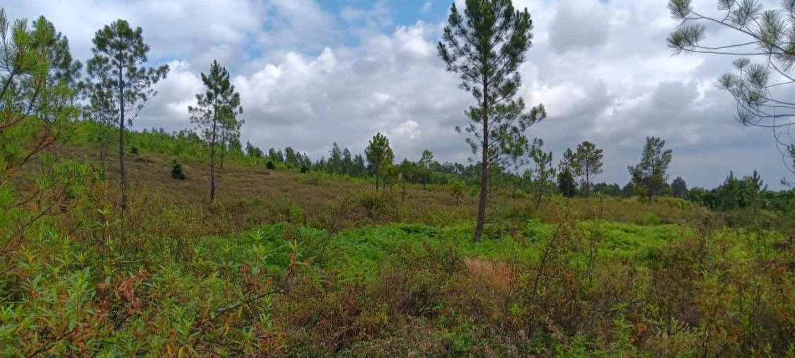 Terreno Agricola ou Rústico para Venda em Mação, Penhascoso e Aboboreira Foto 5