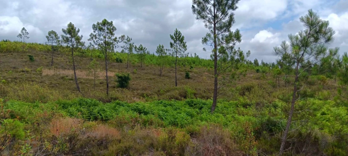 Terreno Agricola ou Rústico para Venda em Mação, Penhascoso e Aboboreira Foto 6