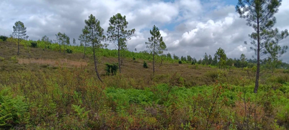 Terreno Agricola ou Rústico para Venda em Mação, Penhascoso e Aboboreira Foto 7