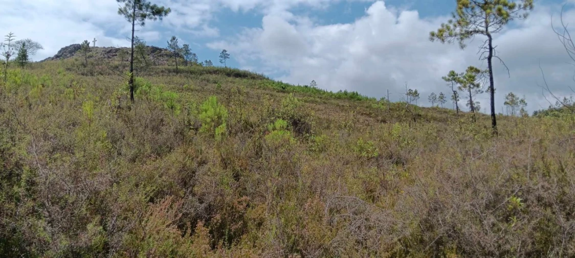 Terreno Agricola ou Rústico para Venda em Mação, Penhascoso e Aboboreira Foto 10