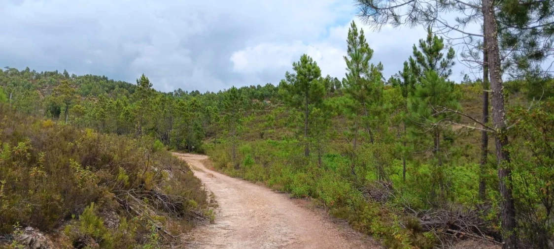Terreno Agricola ou Rústico para Venda em Mação, Penhascoso e Aboboreira Foto 13