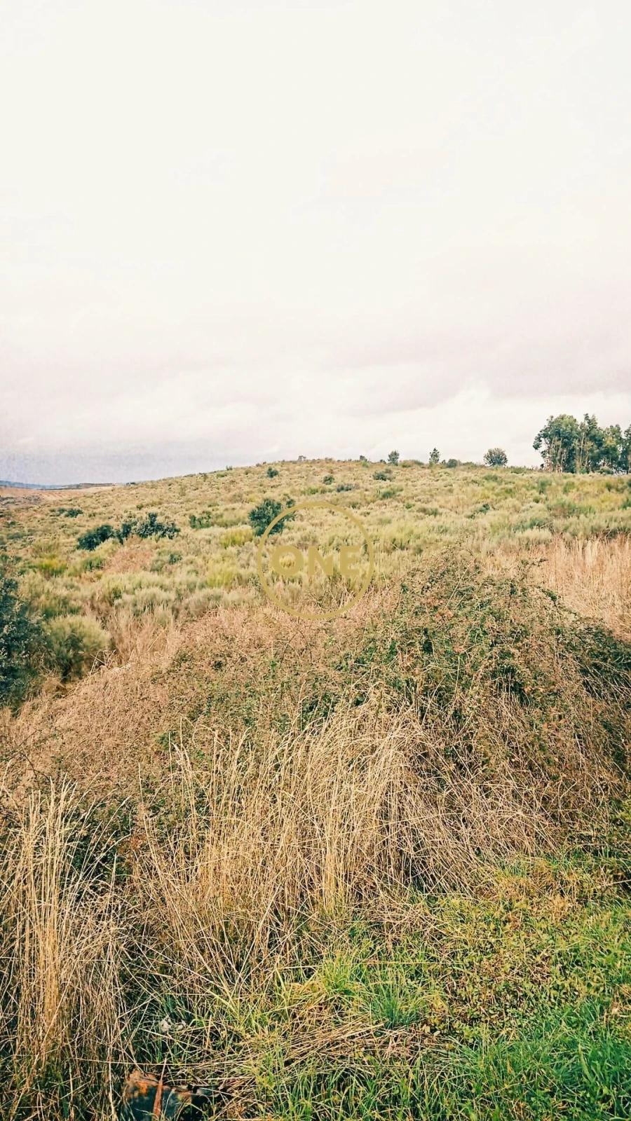 Terreno para Venda em Vila Flor e Nabo Foto 4