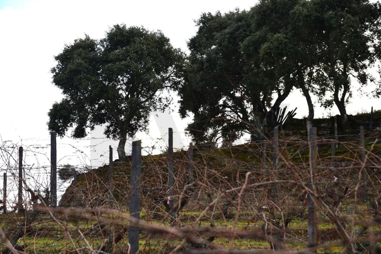 Quinta T4 para Venda em Vilarouco e Pereiros Foto 23